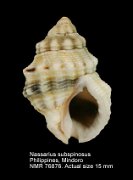 Nassarius subspinosus